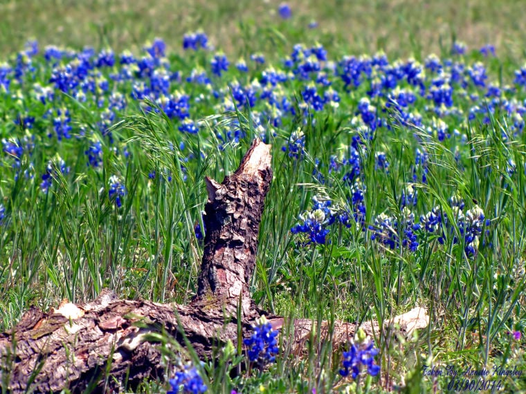 Little bit of Texas